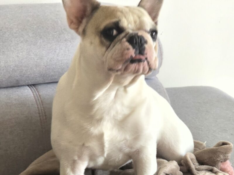 Zaginął pies Franek