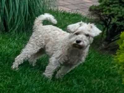 Zaginęła 10-letnia sunia Andzia