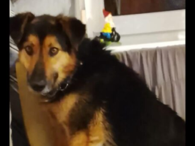 Zaginął Piesek Borowik