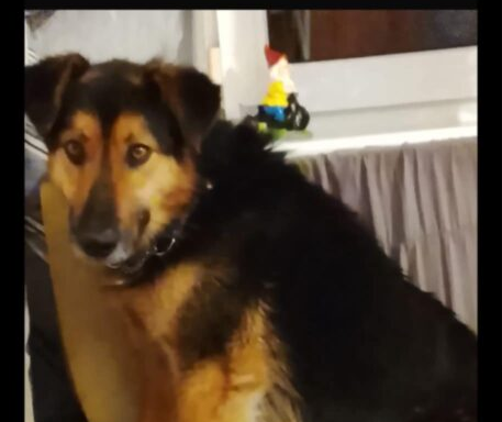 Zaginął Piesek Borowik