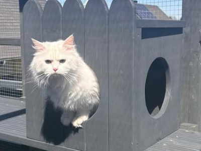 Zaginęła Nelcia jasna kotka Neva Masquerade