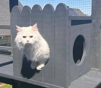 Zaginęła Nelcia jasna kotka Neva Masquerade