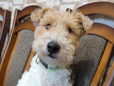 Zaginął pies Reksio