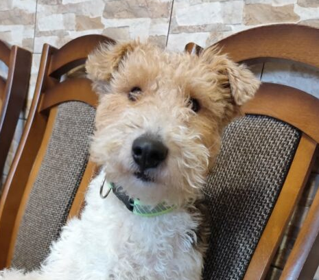 Zaginął pies Reksio