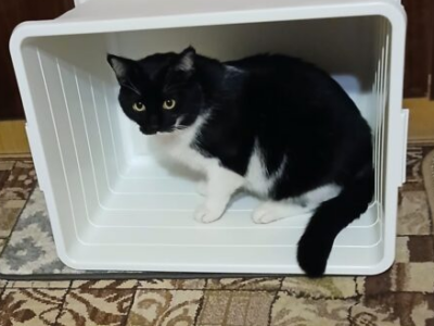 Zaginął Kot Klakier