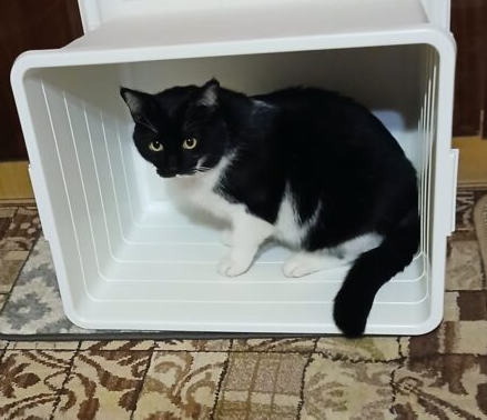 Zaginął Kot Klakier