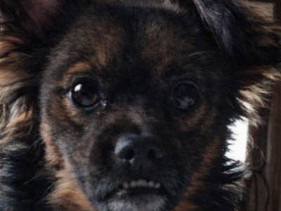 Szukam pieska - Cezar