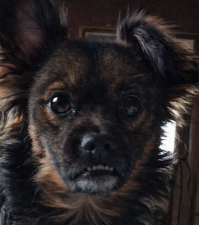 Szukam pieska - Cezar