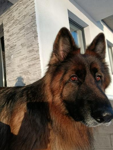 Zaginął owczarek niemiecki Diana