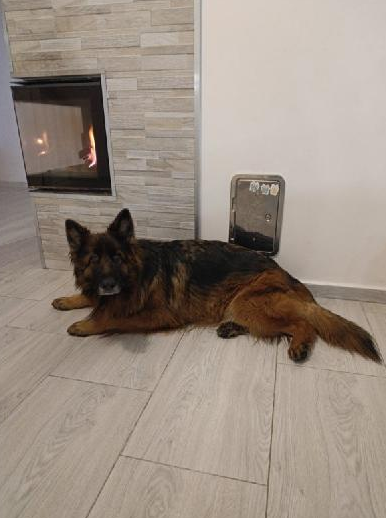 Zaginął owczarek niemiecki Diana