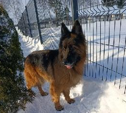 Zaginął owczarek niemiecki Diana