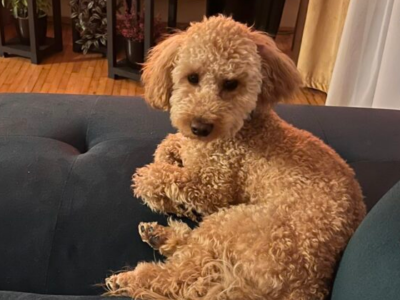 Zaginął Piesek Kiki - Kikuś