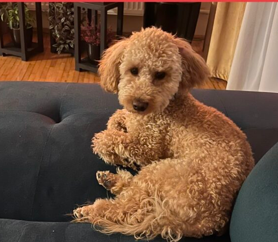 Zaginął Piesek Kiki - Kikuś