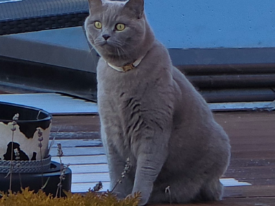 Zaginał kot Czesław