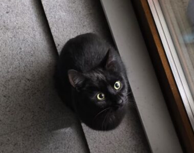 Zaginął Kotek Puszek