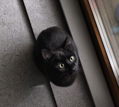 Zaginął Kotek Puszek