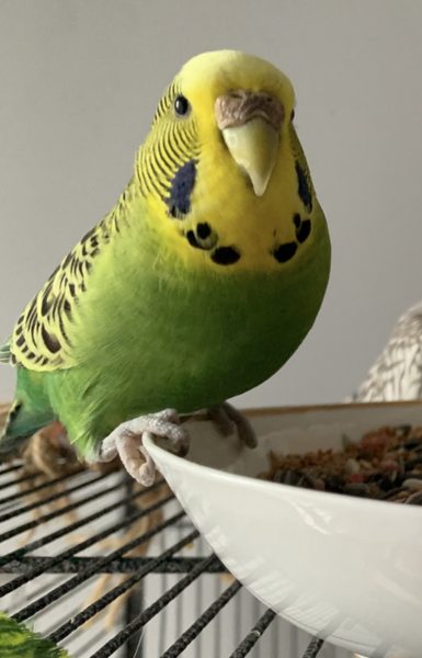 Zaginęła Papużka Falista Zielona