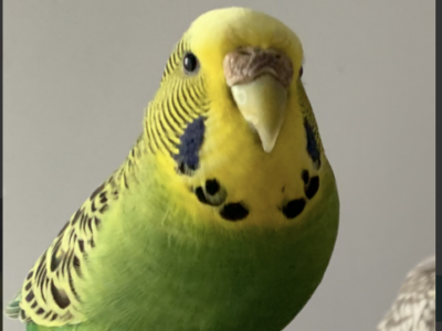 Zaginęła Papużka Falista Zielona