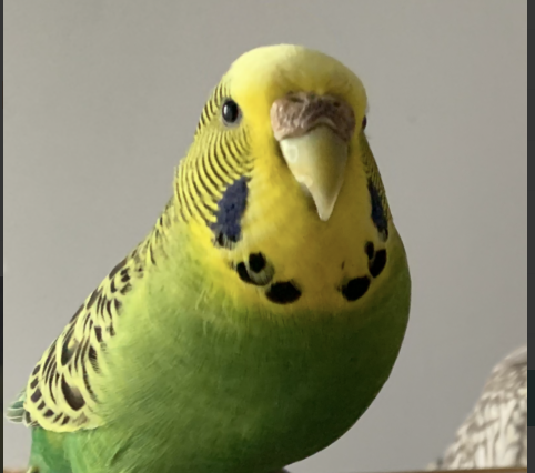 Zaginęła Papużka Falista Zielona