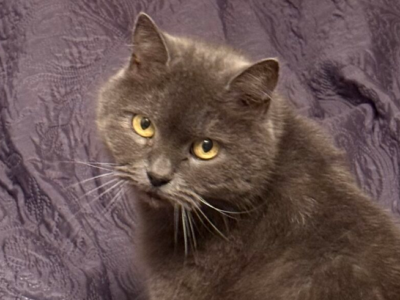 Zaginęła Kotka Basia