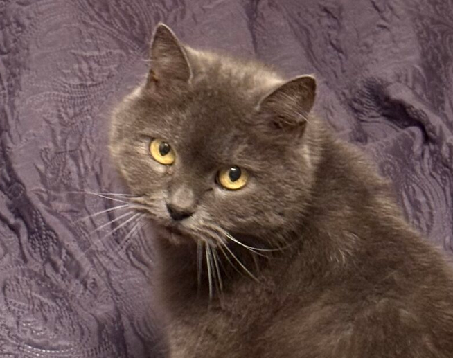 Zaginęła Kotka Basia