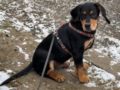 Zaginął Piesek ! podejrzenie uprowadzenia !