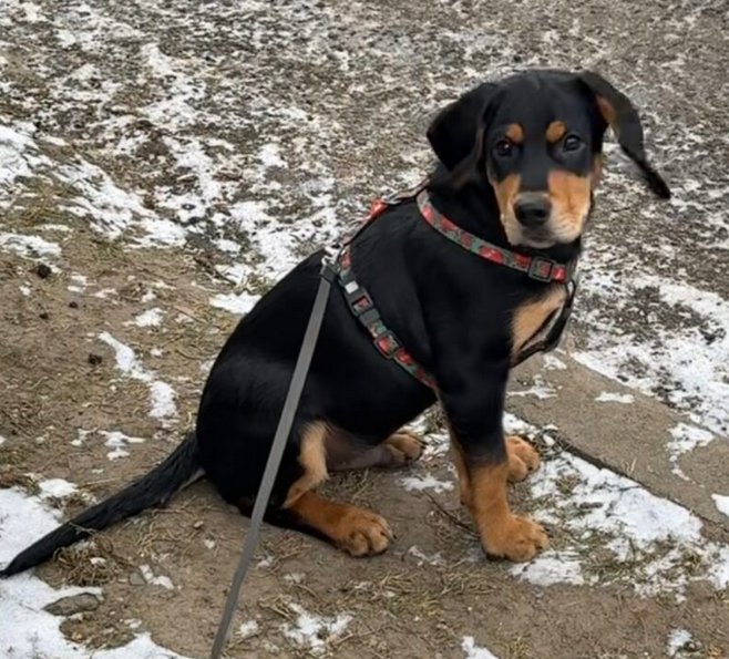 Zaginął Piesek ! podejrzenie uprowadzenia !