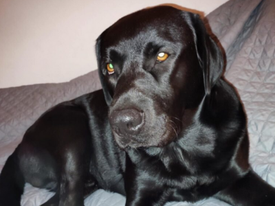 Zaginał pies Karbo !