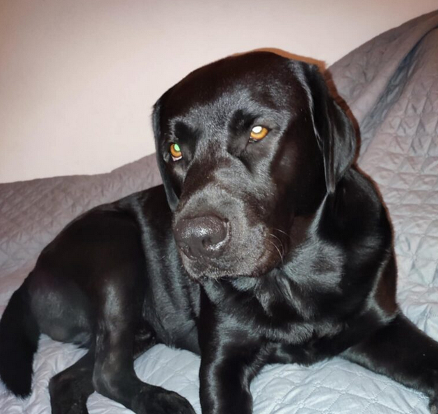 Zaginał pies Karbo !