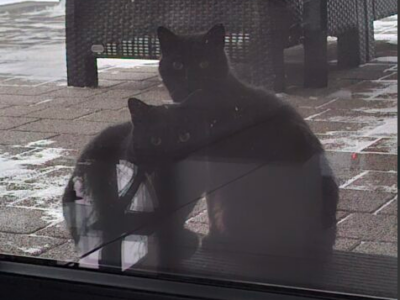 Uciekła kotka Głowno