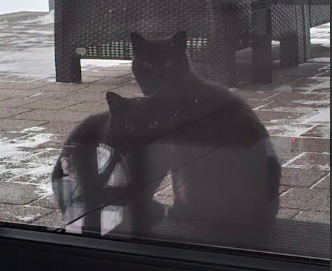 Uciekła kotka Głowno