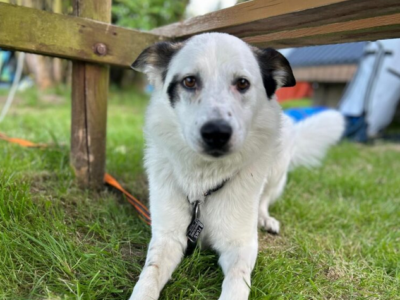 Zaginął piesek Fuks - jesteśmy zrozpaczeni