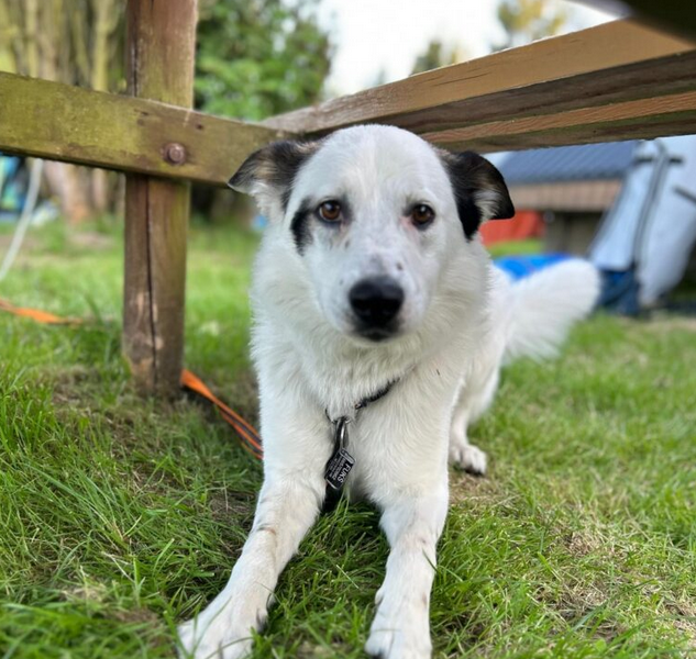 Zaginął piesek Fuks - jesteśmy zrozpaczeni