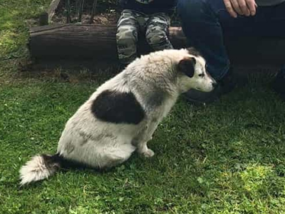 ❗Zaginął piesek Toffik ❗