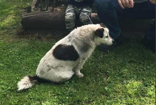 ❗Zaginął piesek Toffik ❗