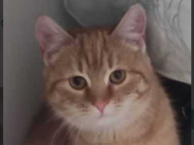 Zaginęła ruda Kicia