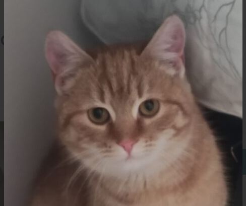 Zaginęła ruda Kicia