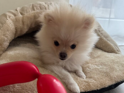 Zaginęła sunia Szpic Miniatura szczeniak