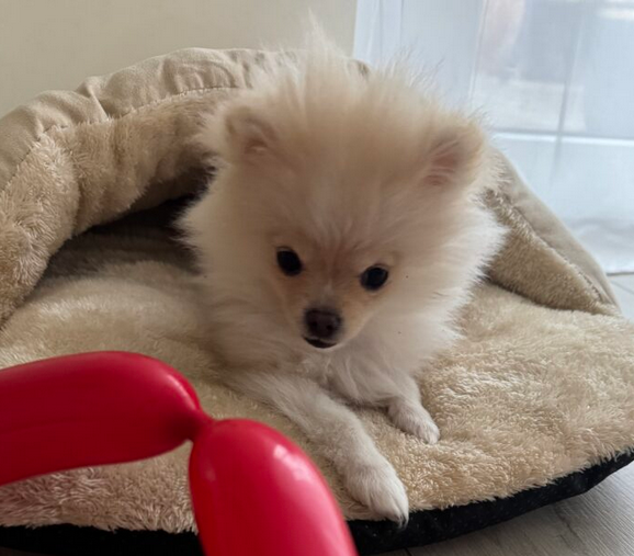 Zaginęła sunia Szpic Miniatura szczeniak