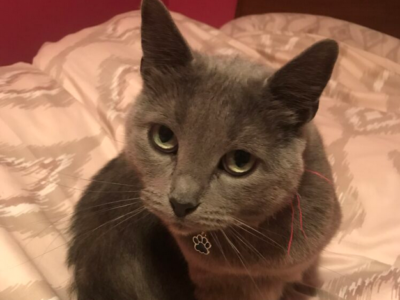 Zaginęła kotka Ami