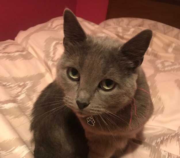 Zaginęła kotka Ami