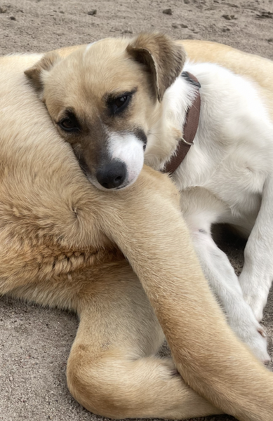 Zaginął piesek okolice Wieczfni Kościelnej