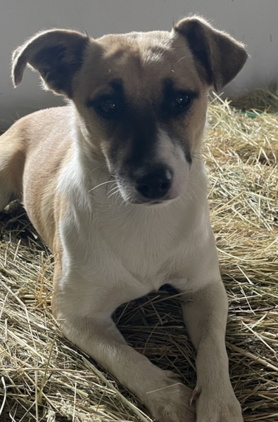 Zaginął piesek okolice Wieczfni Kościelnej