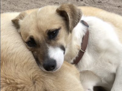 Zaginął piesek okolice Wieczfni Kościelnej