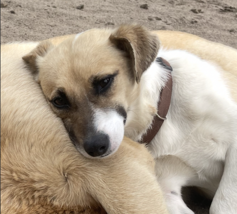 Zaginął piesek okolice Wieczfni Kościelnej