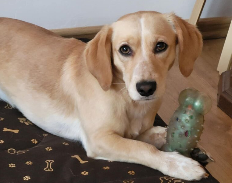 Zaginął piesek Bobi