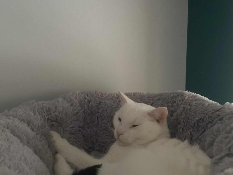 Zaginął kot - Filemon