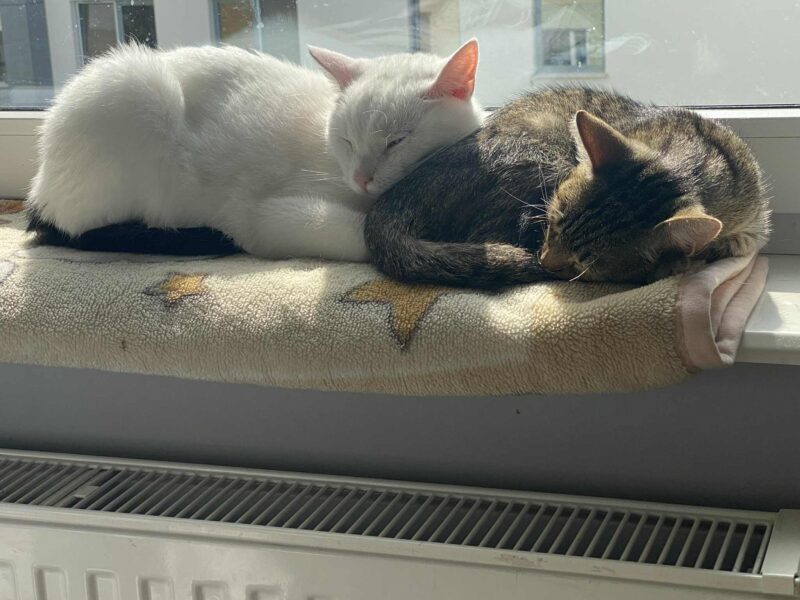 Zaginął kot - Filemon