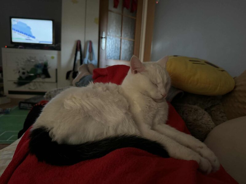 Zaginął kot - Filemon