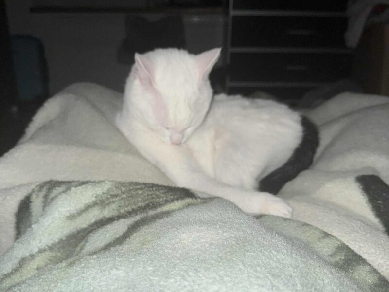 Zaginął kot - Filemon